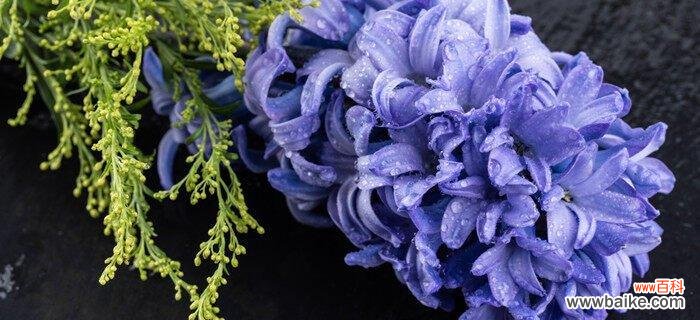 以什么花的花语为主题的探索与思考 重生之花