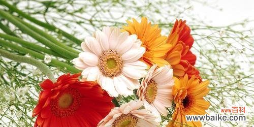 以太阳花的花语传达着重逢的喜悦和希望 相逢的花语