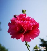 以太阳花的花语传达着重逢的喜悦和希望 相逢的花语