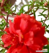 康乃馨的花语和象征意义 忠诚之花——康乃馨的花语