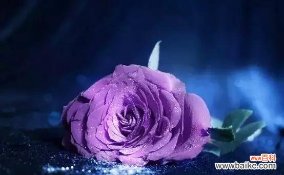 探索玫瑰花魅力 魅惑之花