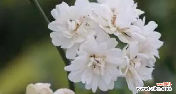 探索玫瑰花魅力 魅惑之花