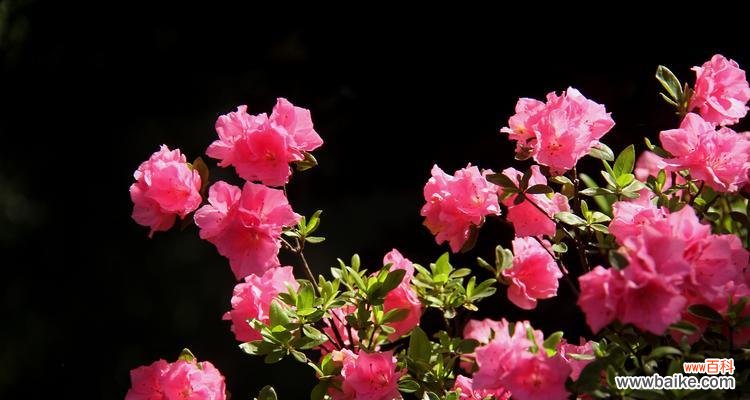 探索玫瑰花魅力 魅惑之花