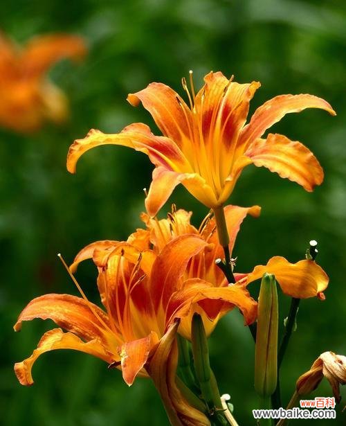 用心倾听 聆听之花