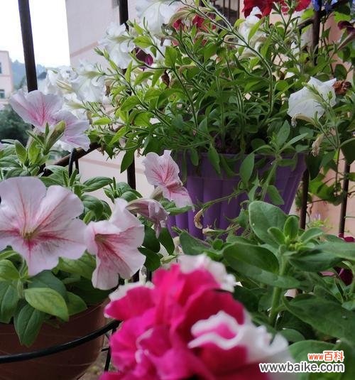 用心倾听 聆听之花