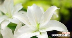 探讨自私行为对个人和社会的影响 以风信子花语“自私”为主题的文章