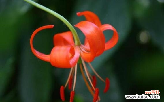 以菊花为象征 自律之花——勤奋百日花开