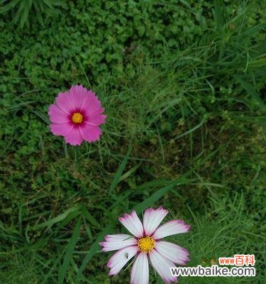 自爱自尊 以康乃馨花语为主题的文章