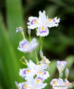 自爱自尊 以康乃馨花语为主题的文章