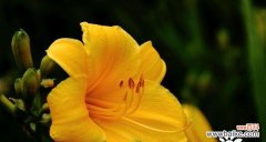 传递真挚情感 以白玫瑰花语的专一之爱