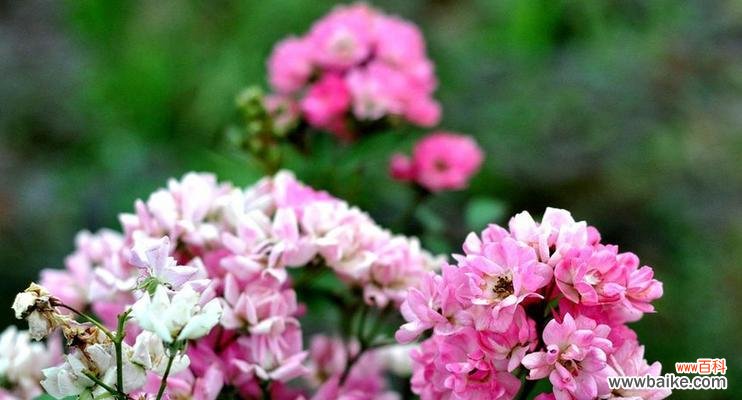 透过玫瑰花语感受内心世界的真我 探寻自我意识的玫瑰之旅