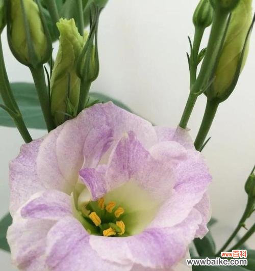 以百合花的花语探讨尊重在人际关系中的重要性 用百合花表达尊重的花语