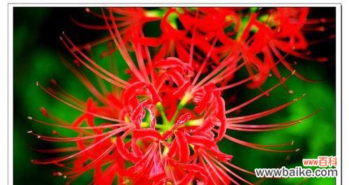 揭开血红玫瑰背后的黑暗秘密 血红玫瑰