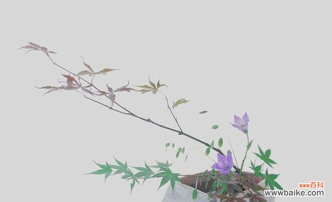 展现自由的美丽——蝴蝶兰花语解读 以蝴蝶兰的花语为主题的文章