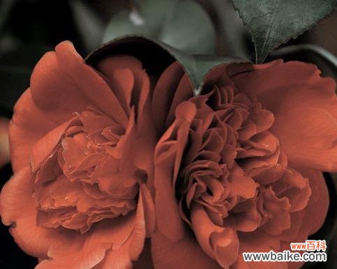 双生花的美丽与意义 双生花的寓意与象征——生命与爱的奇迹