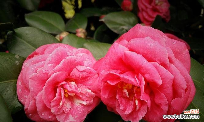 双生花的美丽与意义 双生花的寓意与象征——生命与爱的奇迹