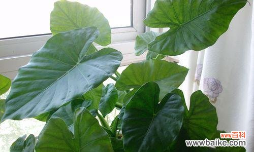 以树叶为媒介 树叶的象征意义——自然与生命的伟大之美