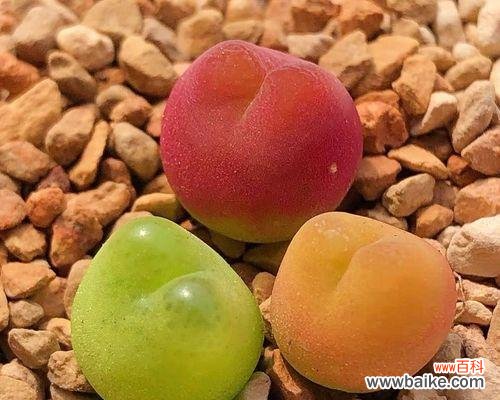 水蜜桃代表着什么 水蜜桃的象征意义