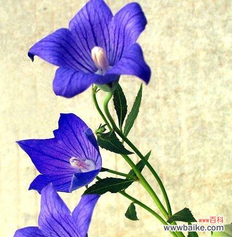 燃烧期待 期待之花——向日葵的花语