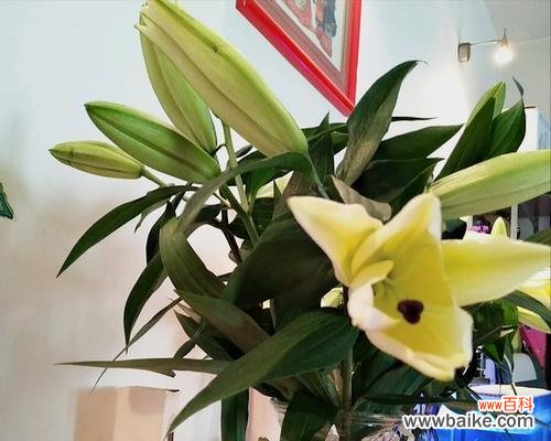 菊花——平安的象征 平安花语——以菊花为主题的花语文化探秘