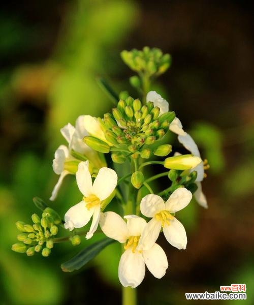 以牡丹的花语探寻亲情的真谛 浓情亲情，追寻花海中的温暖