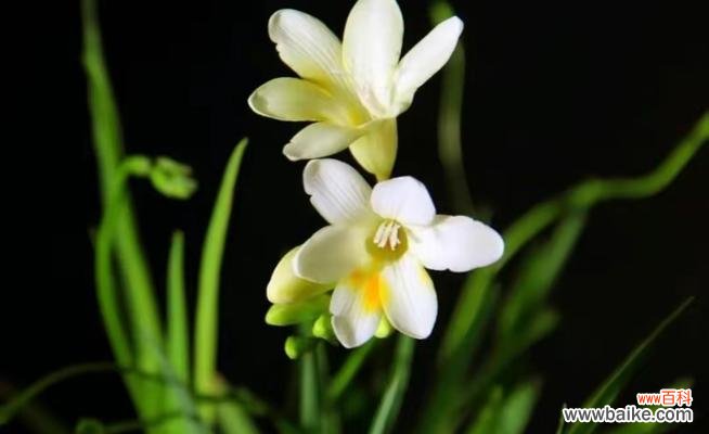 探索奇迹的花语世界 奇迹之花——以什么花的花语为主题的探索