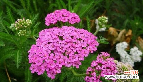 探索奇迹的花语世界 奇迹之花——以什么花的花语为主题的探索