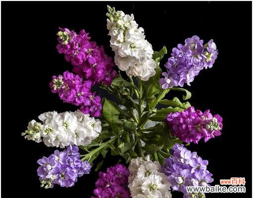 向对方表达歉意并寻求宽恕的方法与技巧 以百合花的花语为主题的请求原谅文章