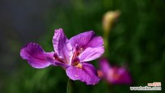 向对方表达歉意并寻求宽恕的方法与技巧 以百合花的花语为主题的请求原谅文章