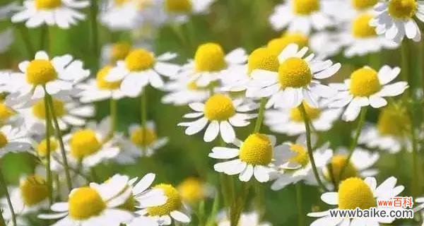 向对方表达歉意并寻求宽恕的方法与技巧 以百合花的花语为主题的请求原谅文章