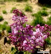 以牡丹花的花语讴歌青春的力量 青春花开