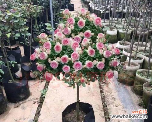 让你的盆栽月季健康茁壮成长的秘诀 培养盆栽月季的注意事项