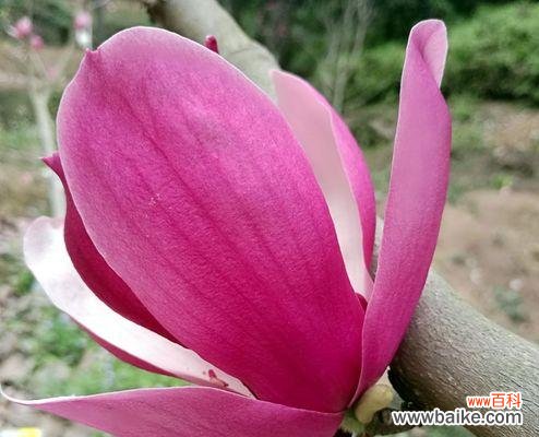 红玉兰的花语与含义及文化象征 红玉兰花语之美丽坚强