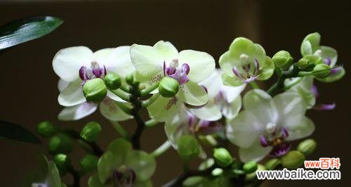 探究蝴蝶兰的寓意意义及其魅力 蝴蝶兰的美丽与象征