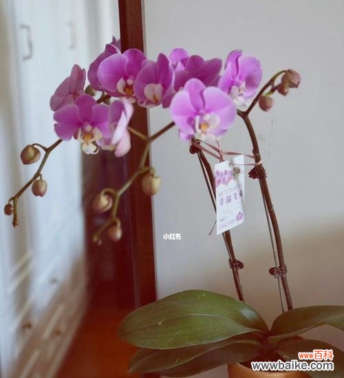 探究蝴蝶兰的寓意意义及其魅力 蝴蝶兰的美丽与象征