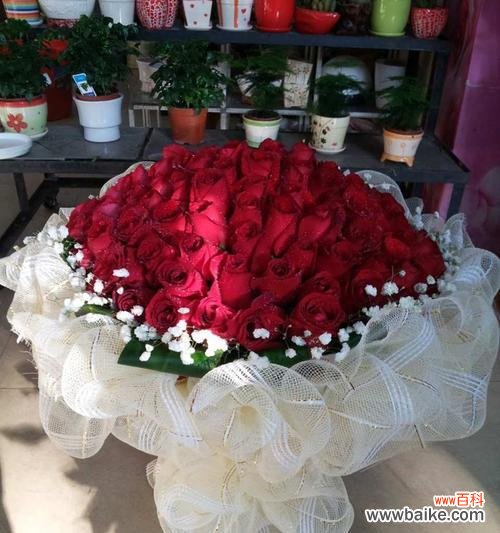 了解玫瑰 玫瑰花的寓意及文化意义