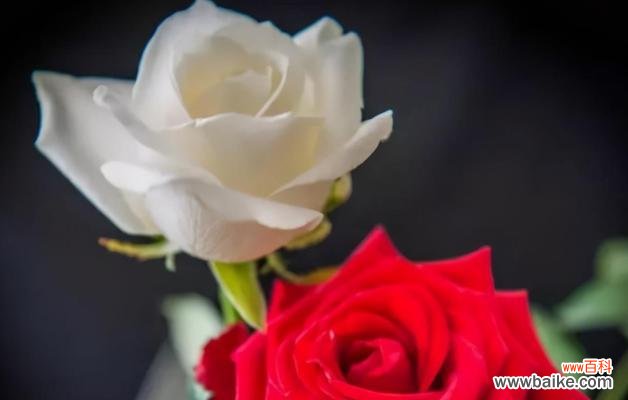 了解玫瑰 玫瑰花的寓意及文化意义