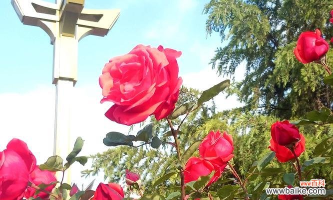 向日葵 热情之花