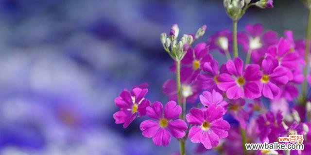 淡忘往事 失去的花语——以百合花为主题的花语