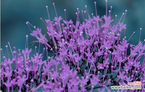 盛开在爱河中的红玫瑰 用红玫瑰诉说热烈的爱