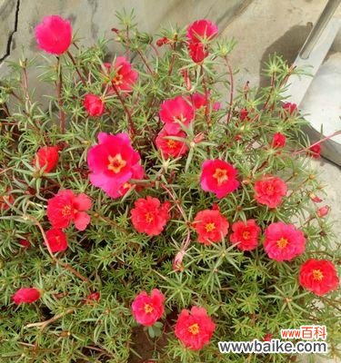 盛开在爱河中的红玫瑰 用红玫瑰诉说热烈的爱