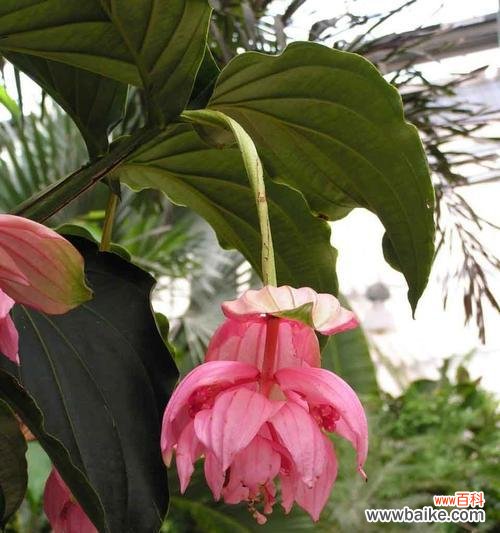 神秘的蓝罂粟 神秘之花