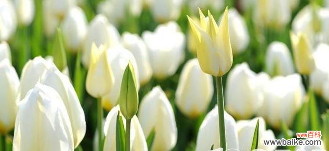 胜利之花-红玫瑰传递的力量和勇气 以红玫瑰花语为胜利主题的文章