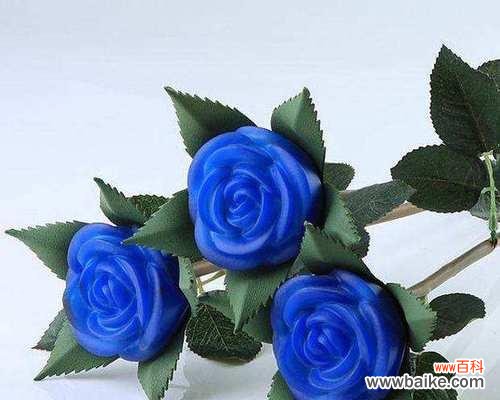 用花语传达对生日的祝福 花语寄语生日快乐——以康乃馨为主题的花语解读