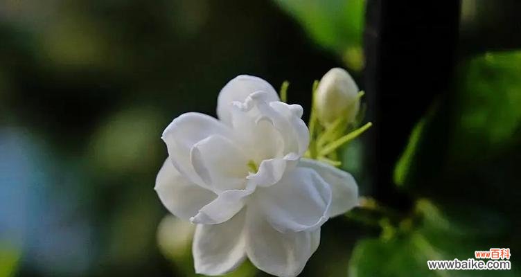 以康乃馨为使者的守护之花语 花开守护，传递真情