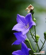 百合花传达失望情感的花语与含义 失望的花语——百合花