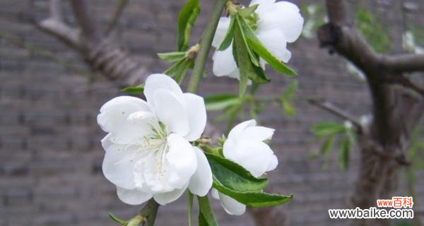 百合花与死亡的深刻象征意义 花语之死