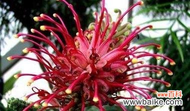 百合花与死亡的深刻象征意义 花语之死