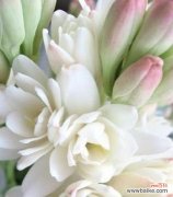 迎春花 忘记的花语——以迎春花为主题的文章