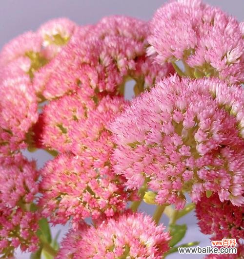 静谧的薰衣草花园中 晚安花语